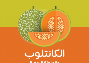 الكانتلوب و السعادة الزوجية